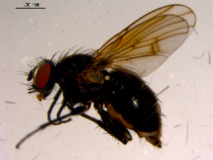  ( - 10PROBE-15724)  @12 [ ] CreativeCommons - Attribution (2011) CBG Photography Group Centre for Biodiversity Genomics