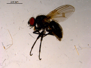  ( - 10PROBE-15725)  @12 [ ] CreativeCommons - Attribution (2011) CBG Photography Group Centre for Biodiversity Genomics