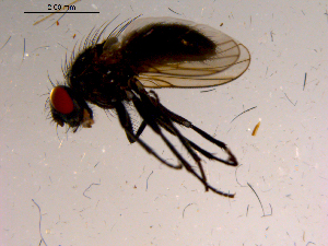  ( - 10PROBE-15726)  @12 [ ] CreativeCommons - Attribution (2011) CBG Photography Group Centre for Biodiversity Genomics