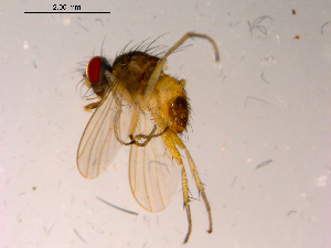  ( - 10PROBE-15730)  @13 [ ] CreativeCommons - Attribution (2011) CBG Photography Group Centre for Biodiversity Genomics