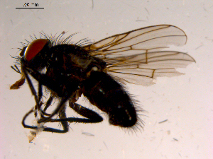  ( - 10PROBE-15732)  @12 [ ] CreativeCommons - Attribution (2011) CBG Photography Group Centre for Biodiversity Genomics
