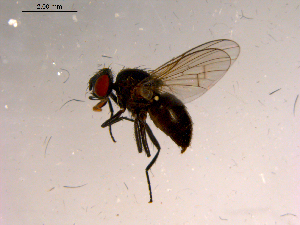  ( - 10PROBE-15790)  @13 [ ] CreativeCommons - Attribution (2011) CBG Photography Group Centre for Biodiversity Genomics