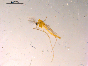  ( - 10PROBE-15814)  @12 [ ] CreativeCommons - Attribution (2011) CBG Photography Group Centre for Biodiversity Genomics