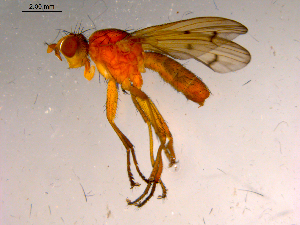  ( - 10PROBE-15827)  @12 [ ] CreativeCommons - Attribution (2011) CBG Photography Group Centre for Biodiversity Genomics