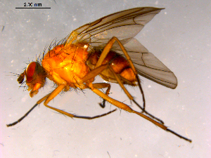  ( - 10PROBE-15856)  @13 [ ] CreativeCommons - Attribution (2011) CBG Photography Group Centre for Biodiversity Genomics