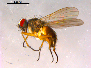  ( - 10PROBE-15862)  @13 [ ] CreativeCommons - Attribution (2011) CBG Photography Group Centre for Biodiversity Genomics