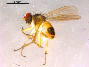  ( - 10PROBE-15868)  @13 [ ] CreativeCommons - Attribution (2011) CBG Photography Group Centre for Biodiversity Genomics