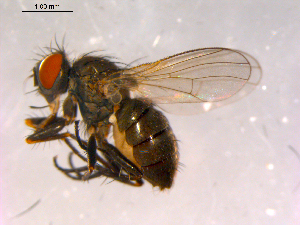  ( - 10PROBE-15875)  @13 [ ] CreativeCommons - Attribution (2011) CBG Photography Group Centre for Biodiversity Genomics