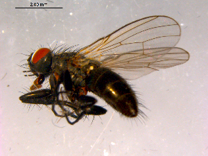  ( - 10PROBE-15940)  @13 [ ] CreativeCommons - Attribution (2011) CBG Photography Group Centre for Biodiversity Genomics