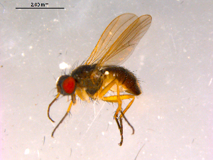  ( - 10PROBE-15942)  @13 [ ] CreativeCommons - Attribution (2011) CBG Photography Group Centre for Biodiversity Genomics