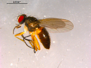  ( - 10PROBE-15943)  @13 [ ] CreativeCommons - Attribution (2011) CBG Photography Group Centre for Biodiversity Genomics