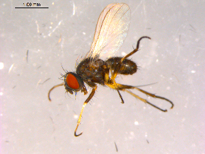  ( - 10PROBE-15945)  @13 [ ] CreativeCommons - Attribution (2011) CBG Photography Group Centre for Biodiversity Genomics