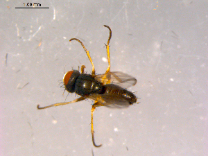  ( - 10PROBE-15946)  @13 [ ] CreativeCommons - Attribution (2011) CBG Photography Group Centre for Biodiversity Genomics