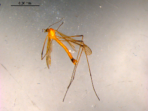  ( - 10PROBE-15956)  @12 [ ] CreativeCommons - Attribution (2011) CBG Photography Group Centre for Biodiversity Genomics