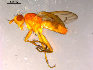  ( - 10PROBE-15982)  @13 [ ] CreativeCommons - Attribution (2011) CBG Photography Group Centre for Biodiversity Genomics