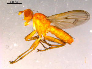  ( - 10PROBE-15986)  @12 [ ] CreativeCommons - Attribution (2011) CBG Photography Group Centre for Biodiversity Genomics