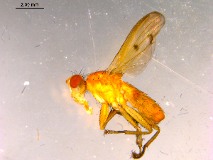  ( - 10PROBE-15989)  @13 [ ] CreativeCommons - Attribution (2011) CBG Photography Group Centre for Biodiversity Genomics