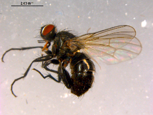  ( - 10PROBE-16023)  @13 [ ] CreativeCommons - Attribution (2011) CBG Photography Group Centre for Biodiversity Genomics