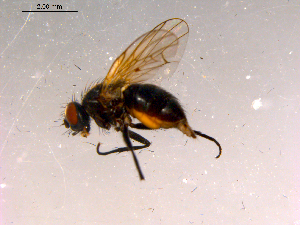  ( - 10PROBE-16086)  @13 [ ] CreativeCommons - Attribution (2011) CBG Photography Group Centre for Biodiversity Genomics