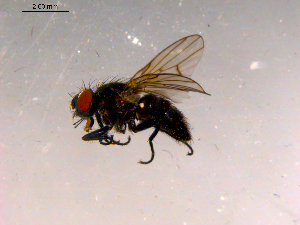  ( - 10PROBE-16093)  @12 [ ] CreativeCommons - Attribution (2011) CBG Photography Group Centre for Biodiversity Genomics