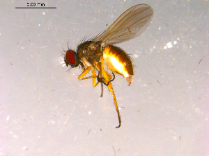  ( - 10PROBE-16095)  @13 [ ] CreativeCommons - Attribution (2011) CBG Photography Group Centre for Biodiversity Genomics