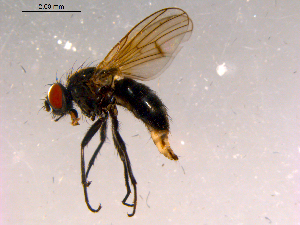  ( - 10PROBE-16096)  @13 [ ] CreativeCommons - Attribution (2011) CBG Photography Group Centre for Biodiversity Genomics