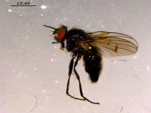 ( - 10PROBE-16099)  @12 [ ] CreativeCommons - Attribution (2011) CBG Photography Group Centre for Biodiversity Genomics
