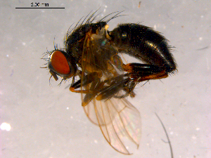  ( - 10PROBE-16151)  @13 [ ] CreativeCommons - Attribution (2011) CBG Photography Group Centre for Biodiversity Genomics