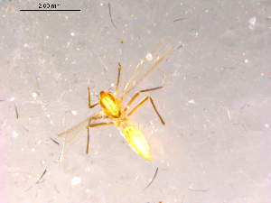  ( - 10PROBE-16175)  @12 [ ] CreativeCommons - Attribution (2011) CBG Photography Group Centre for Biodiversity Genomics