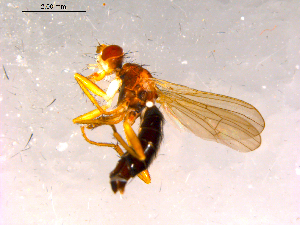  ( - 10PROBE-16178)  @12 [ ] CreativeCommons - Attribution (2011) CBG Photography Group Centre for Biodiversity Genomics