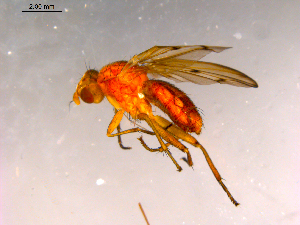  ( - 10PROBE-16200)  @13 [ ] CreativeCommons - Attribution (2011) CBG Photography Group Centre for Biodiversity Genomics