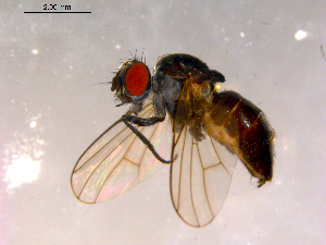  ( - 10PROBE-16211)  @14 [ ] CreativeCommons - Attribution (2011) CBG Photography Group Centre for Biodiversity Genomics