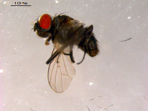 ( - 10PROBE-16218)  @12 [ ] CreativeCommons - Attribution (2011) CBG Photography Group Centre for Biodiversity Genomics