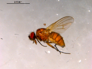  ( - 10PROBE-16225)  @14 [ ] CreativeCommons - Attribution (2011) CBG Photography Group Centre for Biodiversity Genomics