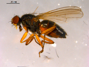 ( - 10PROBE-16235)  @13 [ ] CreativeCommons - Attribution (2011) CBG Photography Group Centre for Biodiversity Genomics
