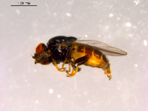  ( - 10PROBE-16258)  @13 [ ] CreativeCommons - Attribution (2011) CBG Photography Group Centre for Biodiversity Genomics