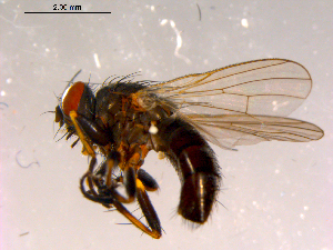  ( - 10PROBE-16304)  @13 [ ] CreativeCommons - Attribution (2011) CBG Photography Group Centre for Biodiversity Genomics