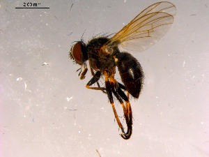  ( - 10PROBE-16317)  @13 [ ] CreativeCommons - Attribution (2011) CBG Photography Group Centre for Biodiversity Genomics