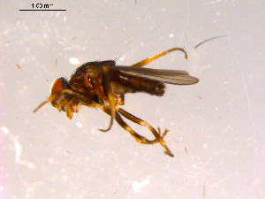  ( - 10PROBE-16330)  @13 [ ] CreativeCommons - Attribution (2011) CBG Photography Group Centre for Biodiversity Genomics