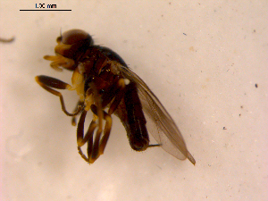  ( - 10PROBE-16331)  @12 [ ] CreativeCommons - Attribution (2011) CBG Photography Group Centre for Biodiversity Genomics