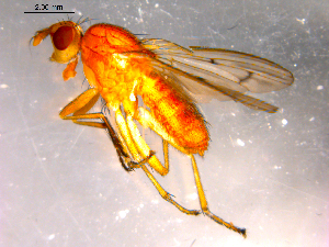  ( - 10PROBE-16357)  @12 [ ] CreativeCommons - Attribution (2011) CBG Photography Group Centre for Biodiversity Genomics