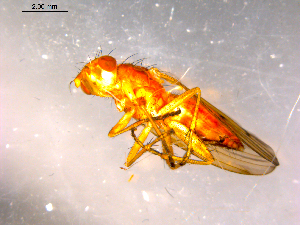  ( - 10PROBE-16358)  @12 [ ] CreativeCommons - Attribution (2011) CBG Photography Group Centre for Biodiversity Genomics