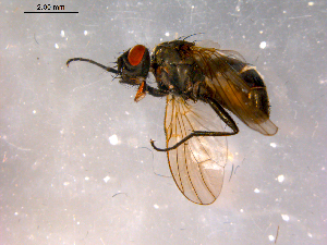  ( - 10PROBE-16377)  @12 [ ] CreativeCommons - Attribution (2011) CBG Photography Group Centre for Biodiversity Genomics