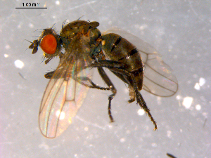  ( - 10PROBE-16404)  @14 [ ] CreativeCommons - Attribution (2011) CBG Photography Group Centre for Biodiversity Genomics