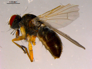  ( - 10PROBE-16443)  @12 [ ] CreativeCommons - Attribution (2011) CBG Photography Group Centre for Biodiversity Genomics