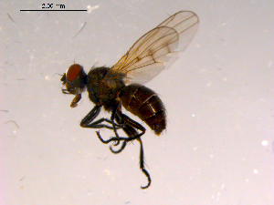  ( - 10PROBE-16445)  @13 [ ] CreativeCommons - Attribution (2011) CBG Photography Group Centre for Biodiversity Genomics