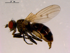  (Schoenomyza dorsalis - 10PROBE-16447)  @13 [ ] CreativeCommons - Attribution (2011) CBG Photography Group Centre for Biodiversity Genomics