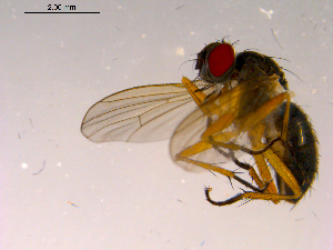  ( - 10PROBE-16450)  @12 [ ] CreativeCommons - Attribution (2011) CBG Photography Group Centre for Biodiversity Genomics