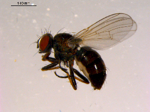  (Coenosia transiens - 10PROBE-16452)  @13 [ ] CreativeCommons - Attribution (2011) CBG Photography Group Centre for Biodiversity Genomics