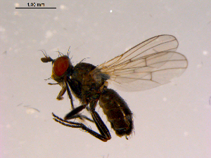  ( - 10PROBE-16456)  @12 [ ] CreativeCommons - Attribution (2011) CBG Photography Group Centre for Biodiversity Genomics